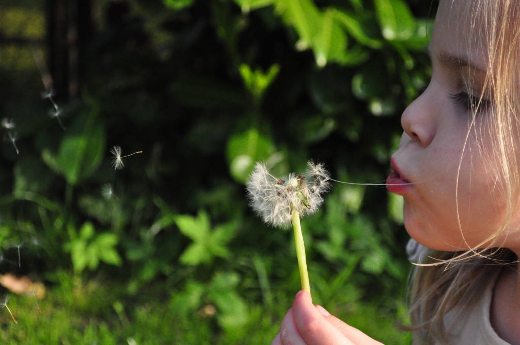 blowing-child-dandelion-790